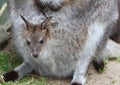 Wallaby joey