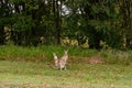 Wallaby and Kangaroo in the Bush Queensland