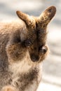 Wallaby rubbing eyes soft muted light portrait