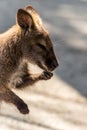 Wallaby washing hands in soft muted light portrait