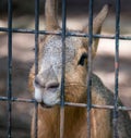 A wallaby  Macropus Eugenii with sad eyes behind afence at the zoo Royalty Free Stock Photo