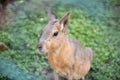 Wallaby Macropus Eugenii at the Zoo Royalty Free Stock Photo