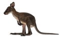 Wallaby, Macropus robustus, 3 months old