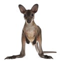 Wallaby, Macropus robustus, 3 months old