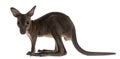 Wallaby, Macropus robustus, 3 months old