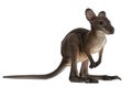 Wallaby, Macropus robustus, 3 months old