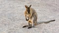 Wallaby. Marsupial mammal. Wild nature. A long tail. Animal protection.