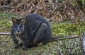 Wallaby or Tasmanian Pademelon. Cute animal Royalty Free Stock Photo