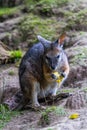 Wallaby portrait eating