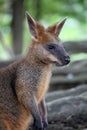 Wallaby profile Royalty Free Stock Photo