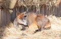 Wallaby resting and enjoying the sun Royalty Free Stock Photo