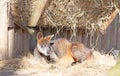 Wallaby resting and enjoying the sun Royalty Free Stock Photo