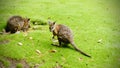 Wallaby resting on the lawn. Royalty Free Stock Photo