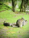 Wallaby resting on the lawn. Vertical photo image. Royalty Free Stock Photo