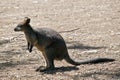 Wallaby side view Royalty Free Stock Photo