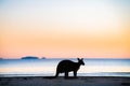 Wallaby Silhouette with dawn colours