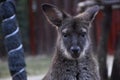 Wallaby or small Kangaroo