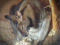 A wallaby, small kangaroo, cleans itself after sleep in a zoo heated pavilion on a sunny winter day
