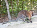 Wallaby, small kangaroo