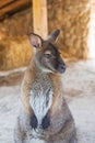 Wallaby, small kangaroo