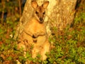 Wallaby