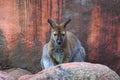 A wallaby is a small or middle-sized macropod native to Australia Royalty Free Stock Photo