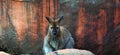 A wallaby is a small or middle-sized macropod native to Australia Royalty Free Stock Photo