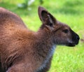 A wallaby is a small or middle-sized macropod native to Australia Royalty Free Stock Photo