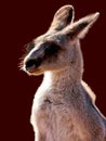 wallaby is a small or middle-sized macropod native to Australia Royalty Free Stock Photo