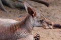 A wallaby is a small or middle-sized macropod Royalty Free Stock Photo