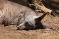 A wallaby is a small or middle-sized macropod Royalty Free Stock Photo