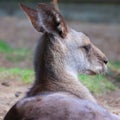 A wallaby is a small or middle-sized macropod Royalty Free Stock Photo