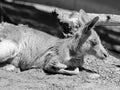 A wallaby is a small or middle-sized macropod Royalty Free Stock Photo