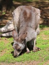 A wallaby is a small or middle-sized macropod Royalty Free Stock Photo