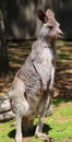 A wallaby is a small or middle-sized macropod Royalty Free Stock Photo