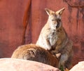 A wallaby is a small or middle-sized macropod native to Australia Royalty Free Stock Photo