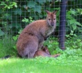 A wallaby is a small or middle-sized macropod native to Australia Royalty Free Stock Photo