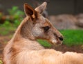 A wallaby is a small or middle-sized macropod native to Australia Royalty Free Stock Photo