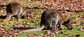 A wallaby is a small or middle-sized macropod native Royalty Free Stock Photo