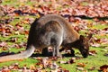 A wallaby is a small or middle-sized macropod native Royalty Free Stock Photo