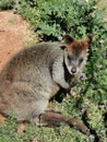 wallaby @ Taronga Western Plains Zoo Dubbo NSW