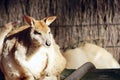 Wallaby @ Taronga Zoo, Sydney