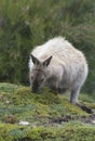 Wallaby, Tasmania, Australia Royalty Free Stock Photo