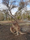 Feeding Kangaroos @ walkabout wildlife park, Australia