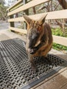 Wallaby @ walkabout wildlife park, Australia