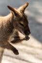 Wallaby washing hands in soft muted light portrait