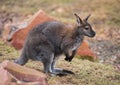 Wallaby: wildlife and animals of Australia Royalty Free Stock Photo