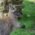 Wallaby wildlife Diprotodontia Macropoidae in sunlgiht in woodland with yound joey in pouch Royalty Free Stock Photo