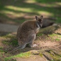 Wallaby wildlife Diprotodontia Macropoidae in sunlgiht in woodland with yound joey in pouch Royalty Free Stock Photo