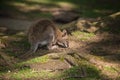 Wallaby wildlife Diprotodontia Macropoidae in sunlgiht in woodland with yound joey in pouch Royalty Free Stock Photo